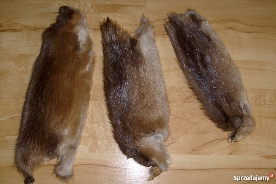 wyprawionepiękne skórki z piżmaka łódzkie