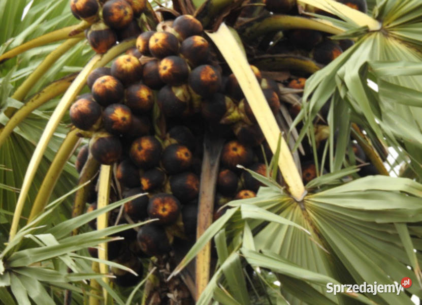 WINODAŃ WACHLARZOWATA Borassus flabellifer kujawsko-pomorskie