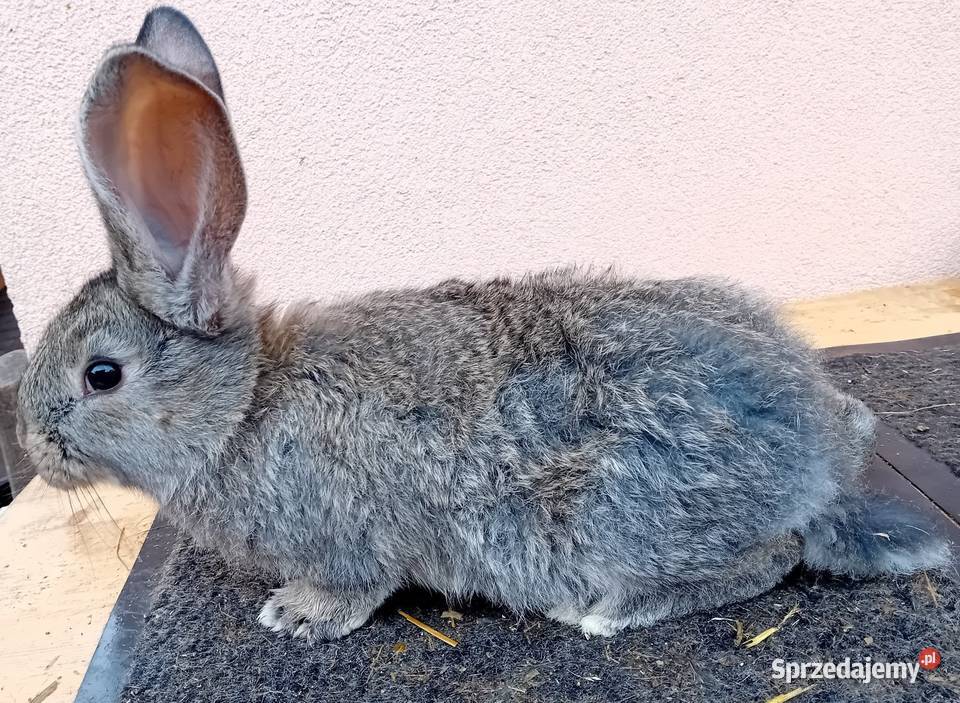 Olbrzym belgijski młode samce BOS Bulowice