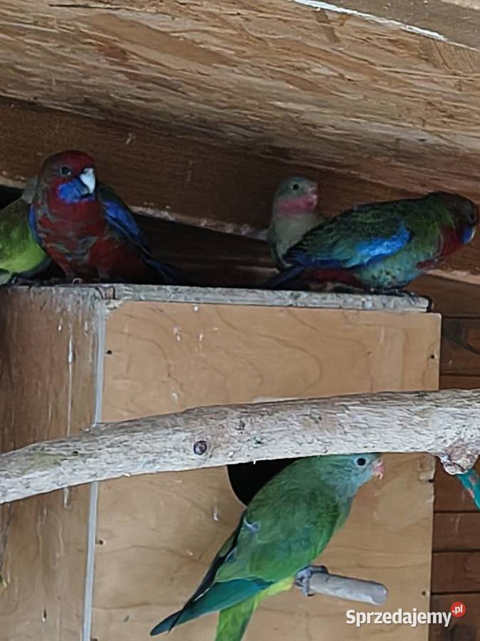 Rozelle królewskie i inne papugi Sobków sprzedam
