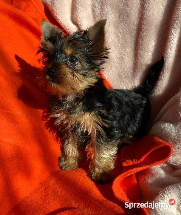 Alutka i siostry Yorkshire Terrier czekają na York Oława