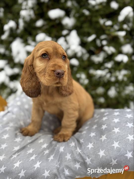 Wyjątkowy piesek Cocker Spaniel Angielski złoty Kielce