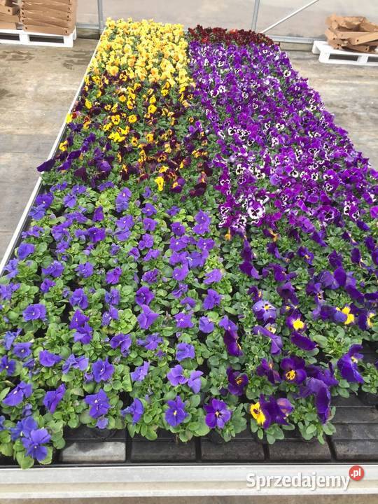 Stoły zalewowe 300x162 Nowy Stół do kwiatów Śmigiel