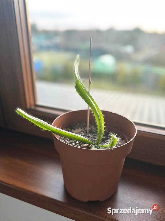 Smoczy owoc Pitaja Dragon Fruit Egzotyczny zachodniopomorskie Białogard sprzedam