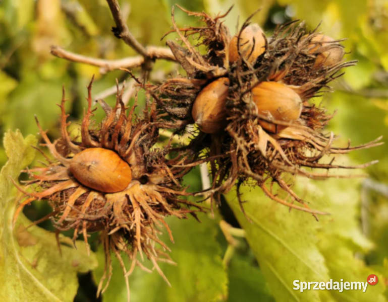 LESZCZYNA TURECKA Corylus colurna NASIONA 100 Lubanie sprzedam