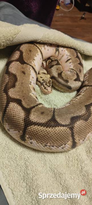 Pyton królewski samica bumblebee Bytom