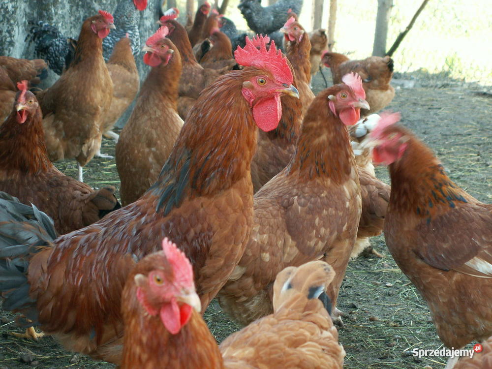 Kury Nioski Warszawa