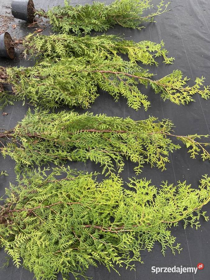 Tuja Brabant 120160 Borzyszkowo