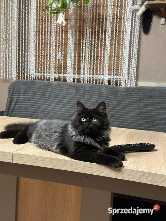 Kotek Syberyjski gotowy do odbioru Rybnik