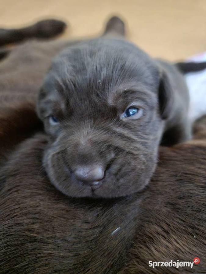 Szczęnieta Labrador Retriever FCI ZkwP oWrocław Labrador Gaj Oławski