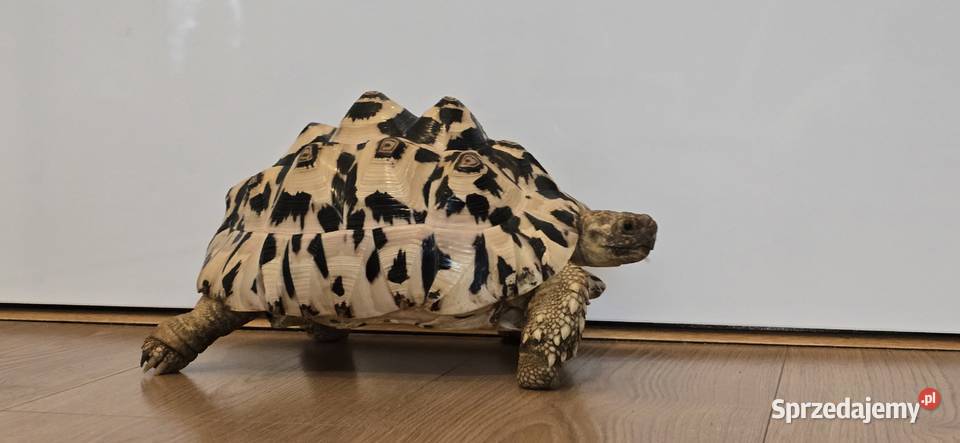Żółw lamparci lądowy Lębork sprzedam
