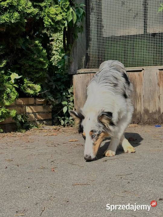 Owczarek szkocki collie Zakrzewo