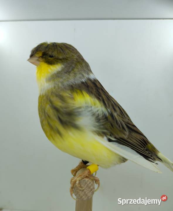 Kanarek kanarki glostery samce i samice Kępno