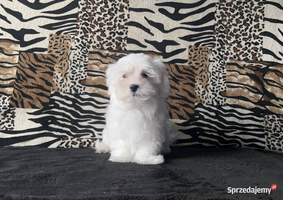 Maltańczyki Maltańczyk piesek Łódź