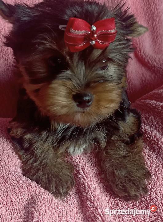 Piesek Yorkshire terrier york podkarpackie Boguchwała