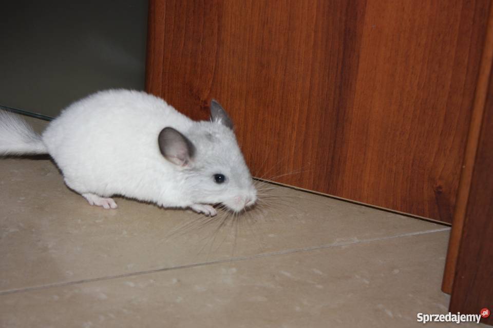 Szynszyla barwna mozaika szynszyl Kaniów sprzedam