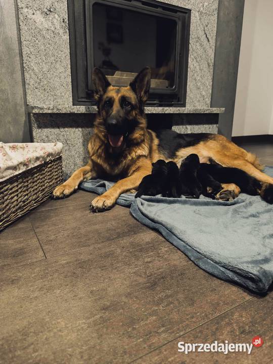 Szczeniaki owczarka niemieckiego krótkowłosy Witaszyce