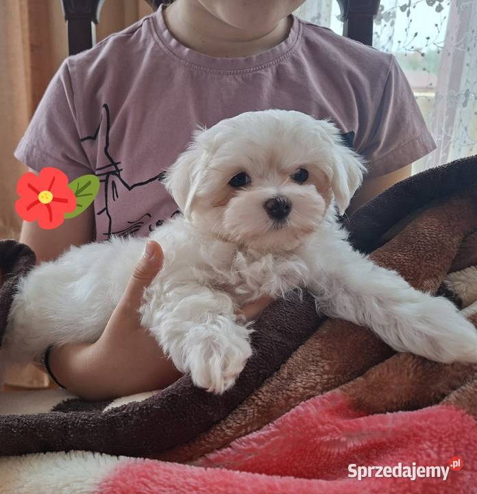 Suczka Maltańczyk z rodowodem FCI Chełm