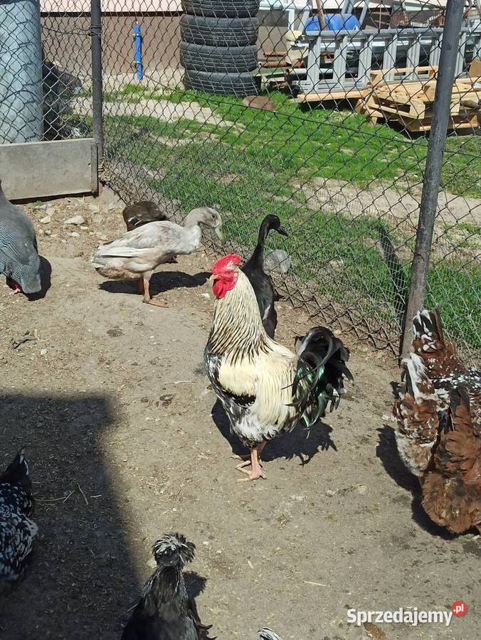 Jaja lęgowe kur mix ras zagrodowe teczanka Drób i ptactwo sprzedam