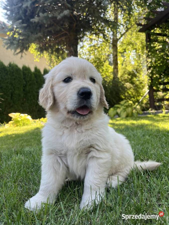 Pies Golden Retriever FCI ZKwP