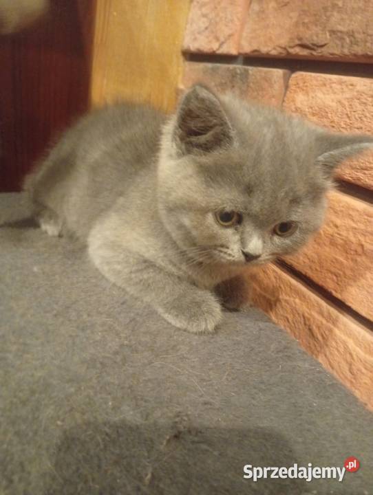 Kotka brytyjska niebieska małopolskie Proszowice