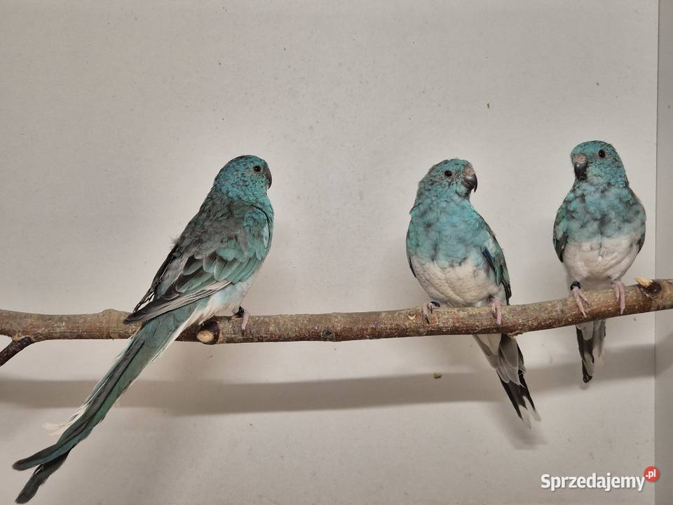 Świergotka Seledynowa Świergotki Seledynowe Buków