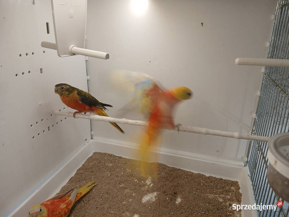 Łąkówki turkusowe samice Sosnowiec