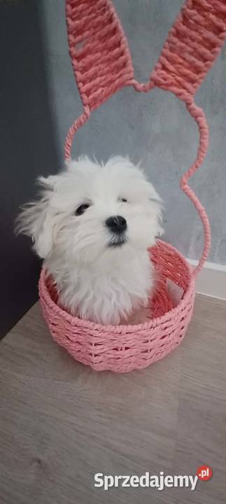 Maltańczyk z rodowodem UCI podkarpackie Ropczyce