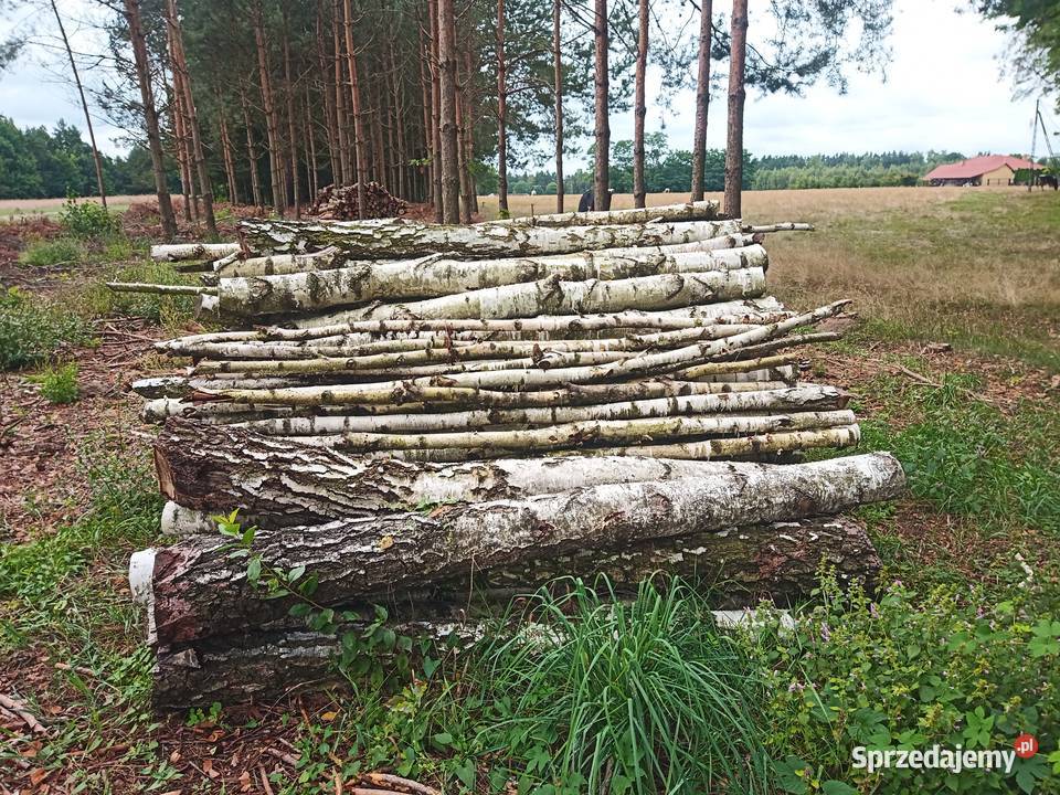 Brzoza sosna akacja wałki drewno suche m3 Wągrodno