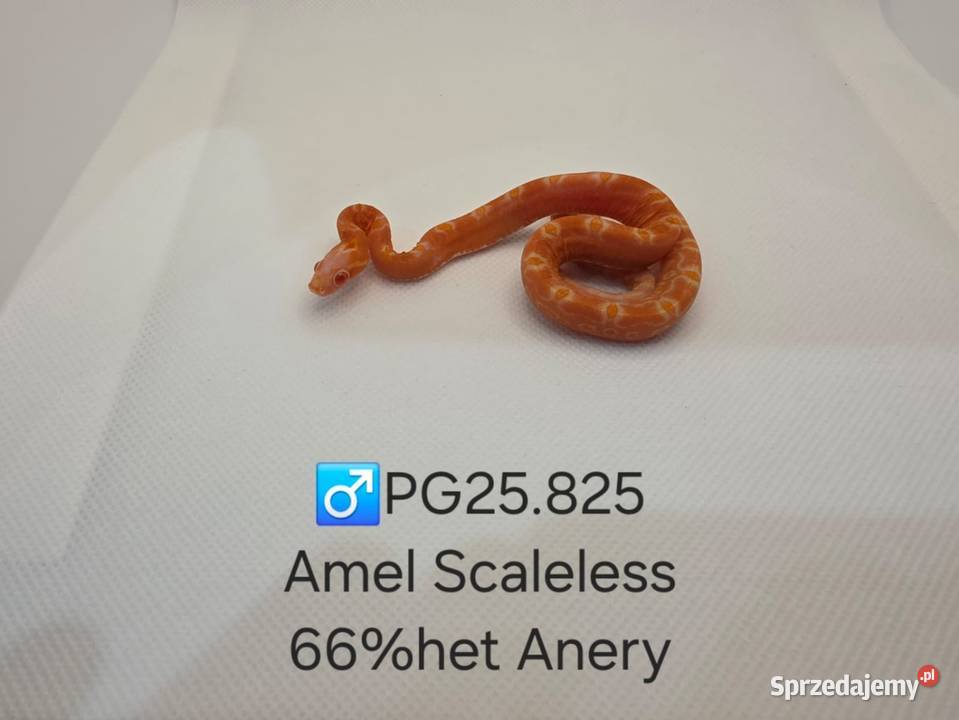 Wąż zbożowy samce i samice Gady i płazy Zawiercie