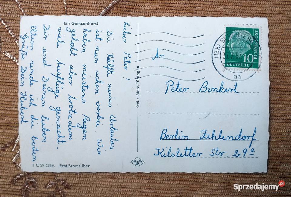 GNIAZDO KOZICY W WYSOKICH GÓRACH FOTOMONTAŻ Piszczac