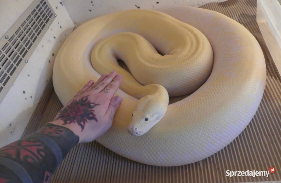 Python bivittatus Ivory para 11