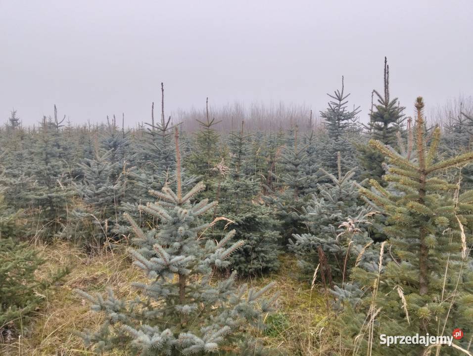 Świerk Srebrny hurt mazowieckie Grójec