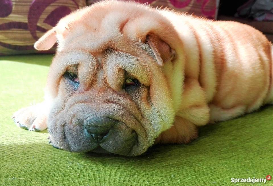 Szczeniak piękna suczka Shar Pei sprzedam
