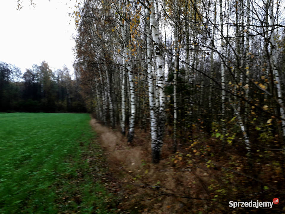 Działka Leśna Las 051 ha Kramkowo