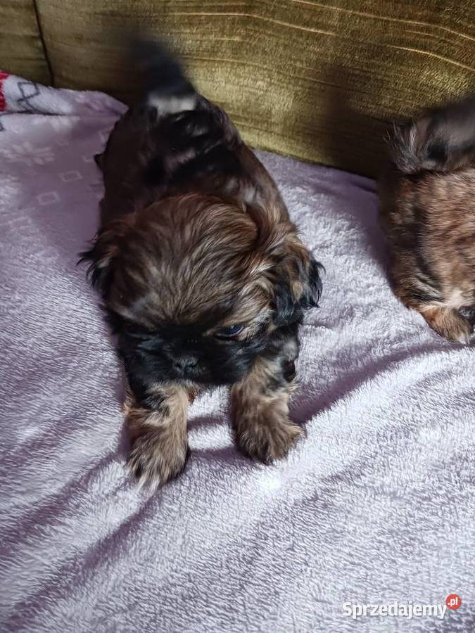 Zwierzęta śląskie Częstochowa