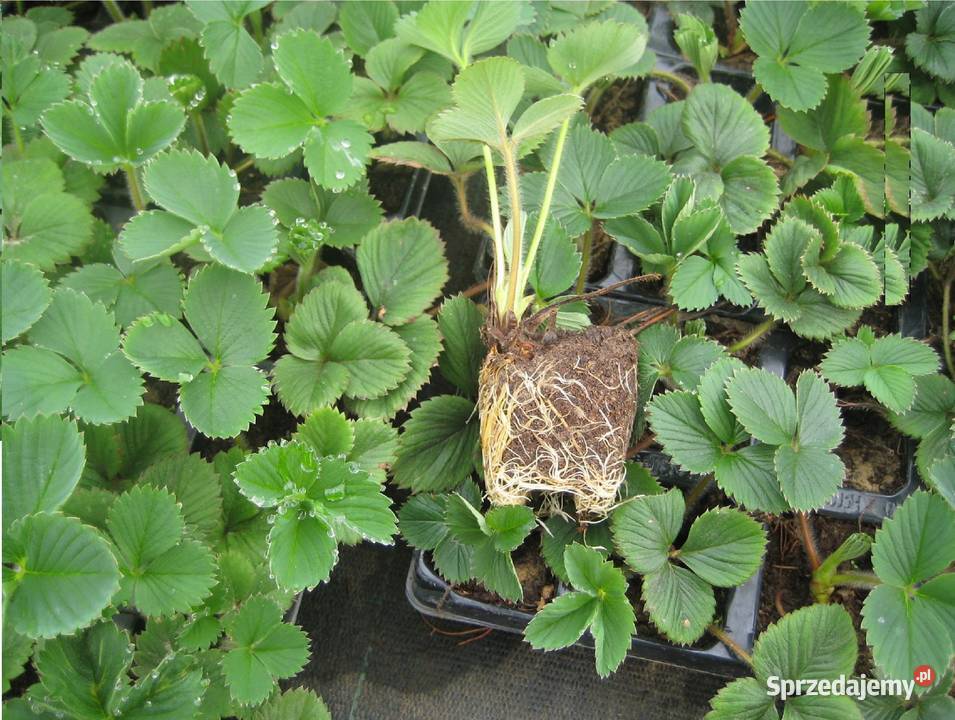 Sadzonki truskawek Truskawki Gigant doniczkowane Wilamowice sprzedam
