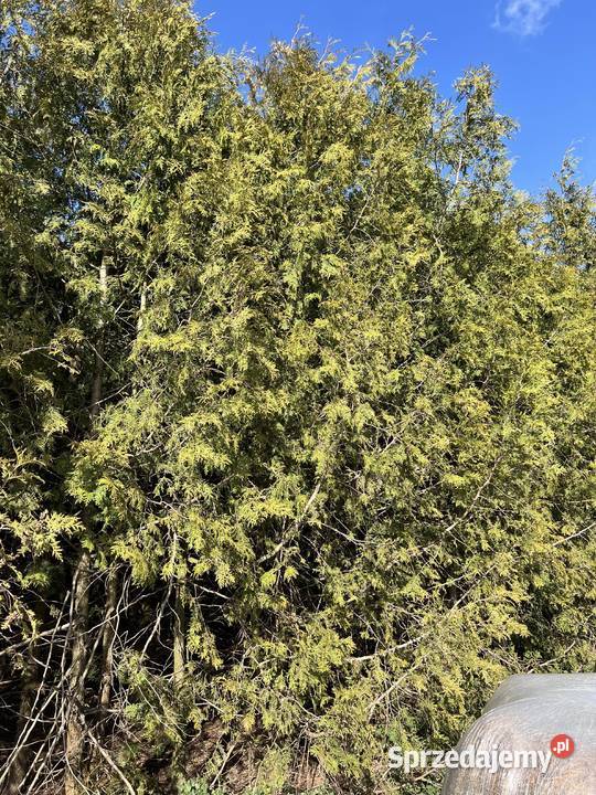 Sprzedam tuje Iglaste warmińsko-mazurskie Działdowo
