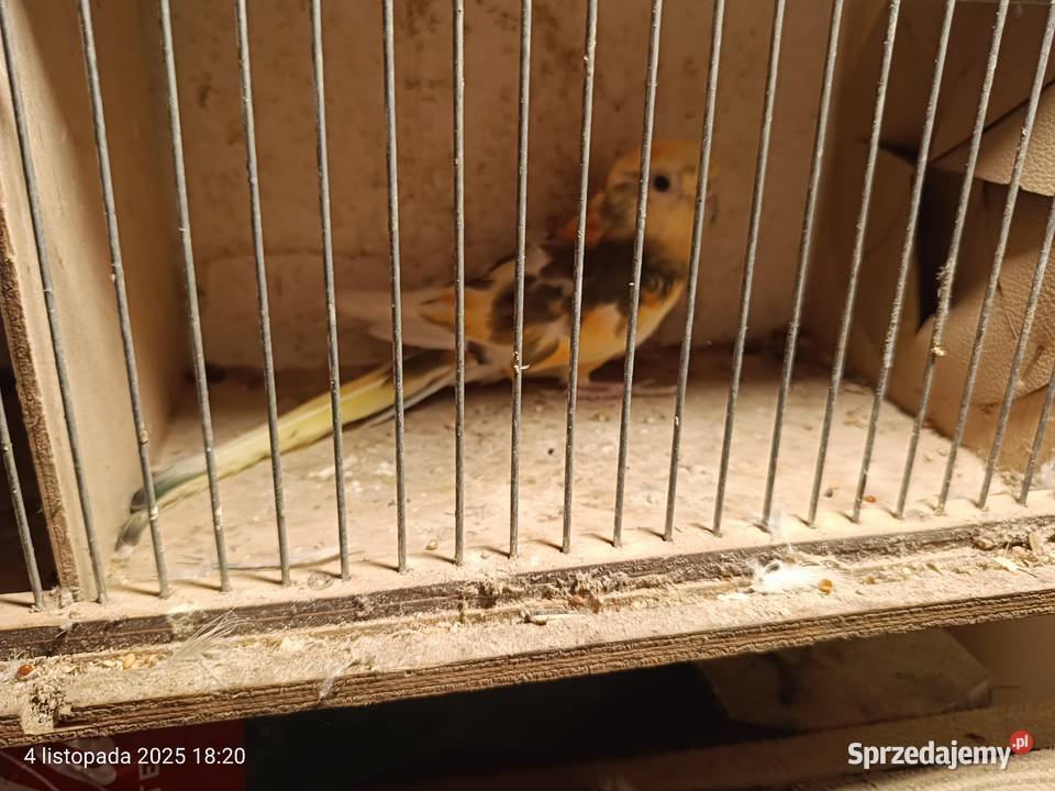 Dorosłe pary świergotek Rybnik sprzedam