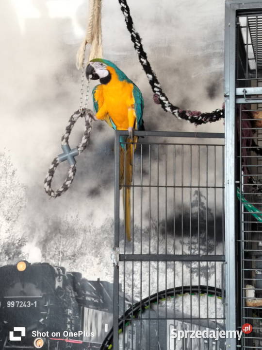 Ara araruna Malbork sprzedam