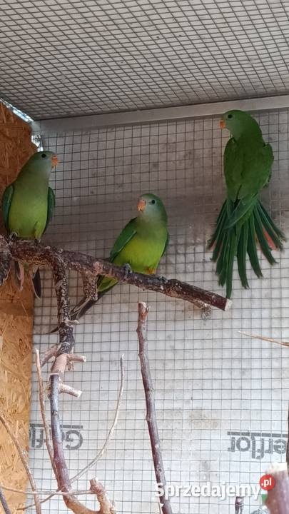 Papugi barabandy Wieliczka