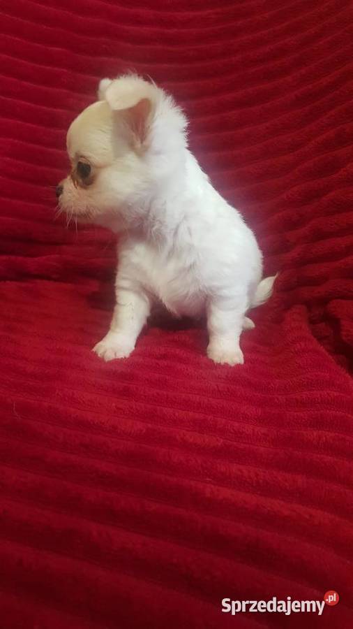 Piesek chihuahua biały Płońsk