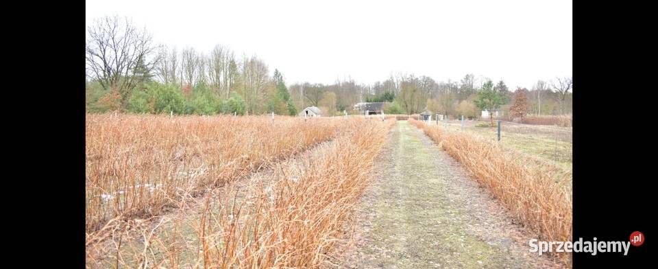 Dzialka 289ha Opole Lubelskie