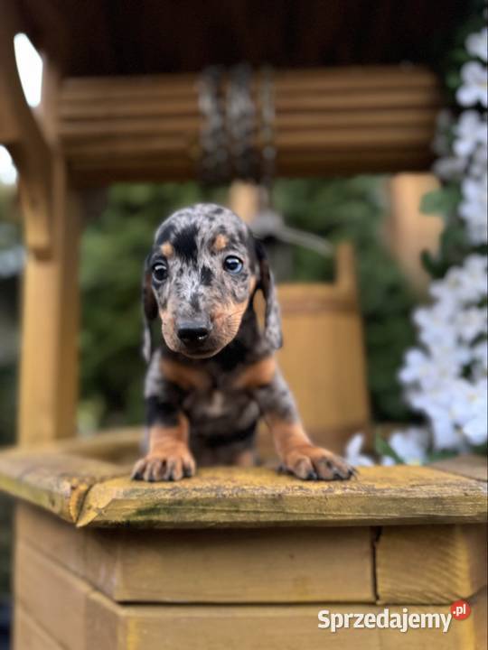 Cudowny Piesek jamnik miniaturowy blue merle z Kraków