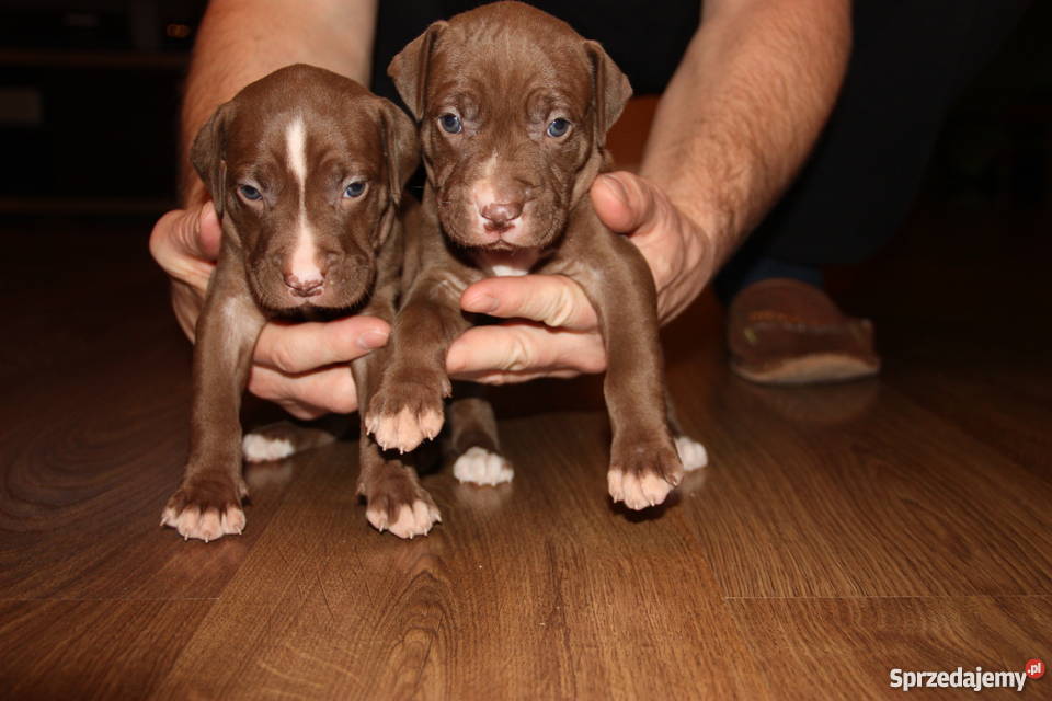 Szczenięta Pitbull Red Nose Płock