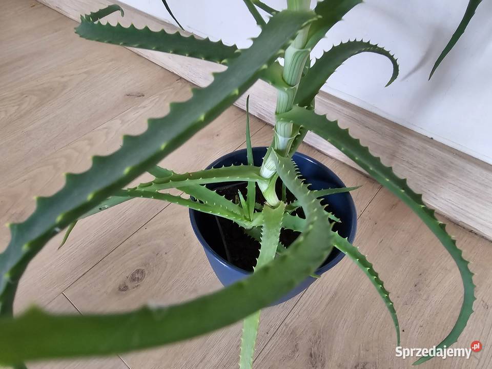 Aloes Roślina doniczkowa roślina domowa Oświęcim