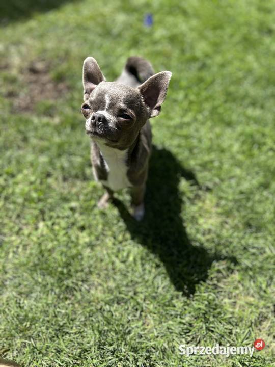 Reproduktor Chihuahua Warszawa