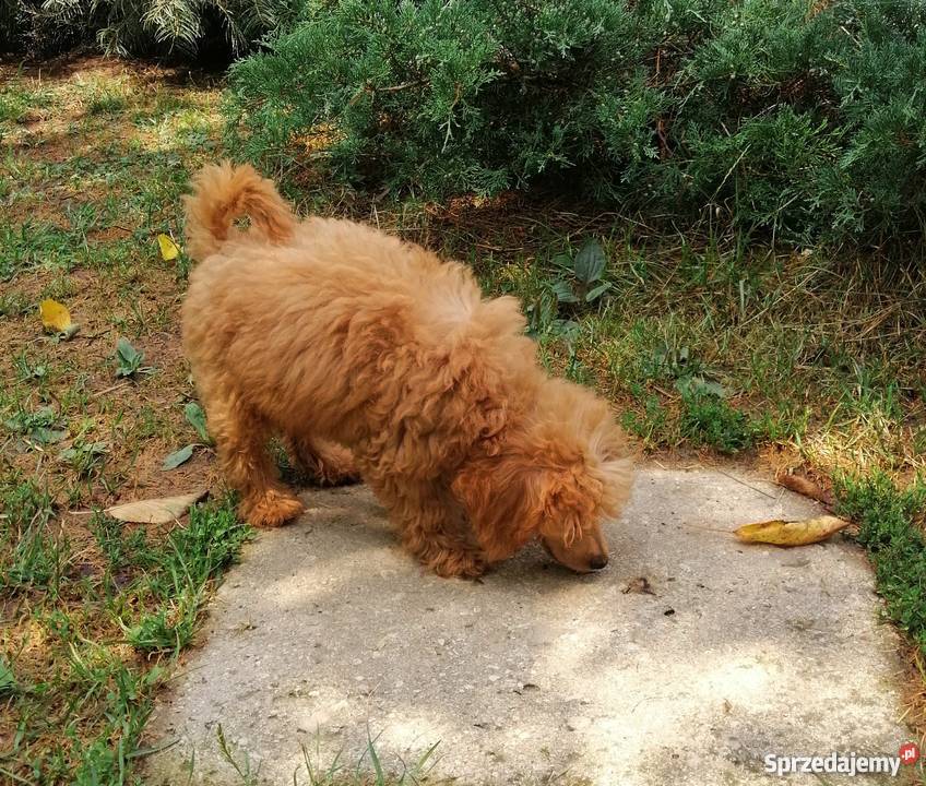 pudel pudelki pudle miniatura podkarpackie Stalowa Wola