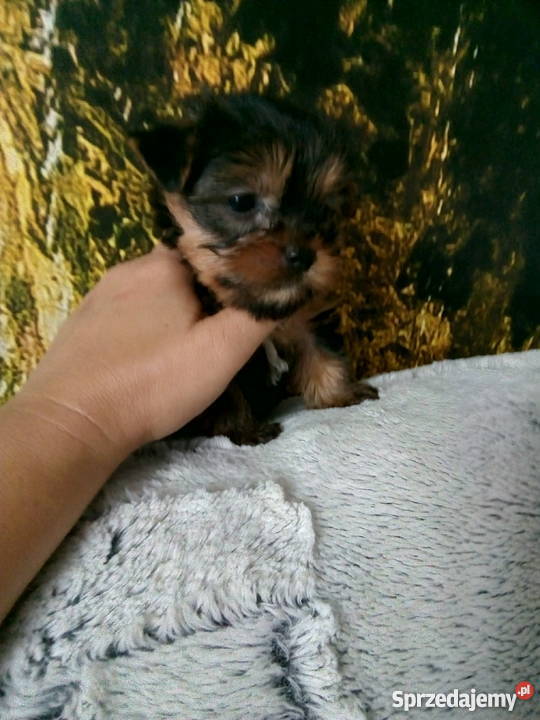 YORKI yoreczki malutkie iskierki