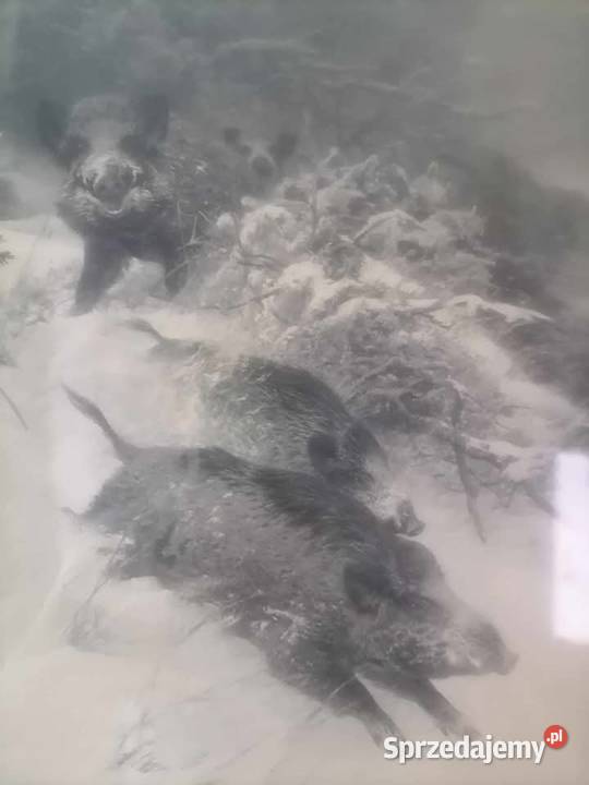 Obraz z Historią Gorbersdorf Dziki Obrazki i obrazy